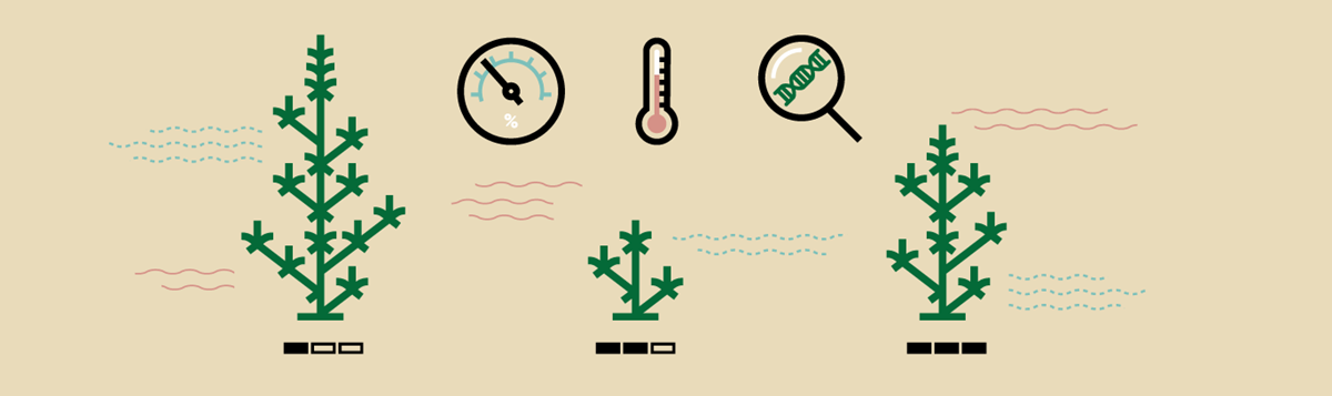 Le cannabis comestible