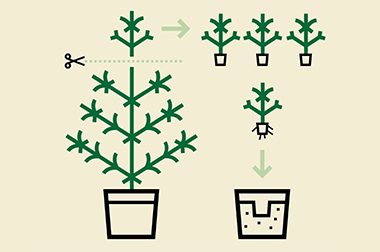 Découvrez les 3 principaux types de production de cannabis 